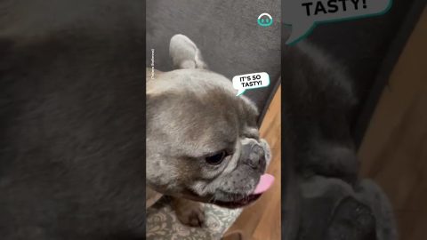 Frenchie Gets a Delicious Disguise || ViralHog
