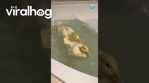Ducks First Tub Bath || ViralHog