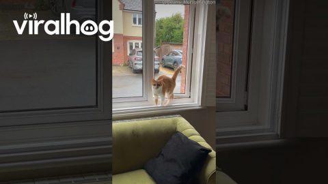 Cat Moonwalks Through Open Window || ViralHog