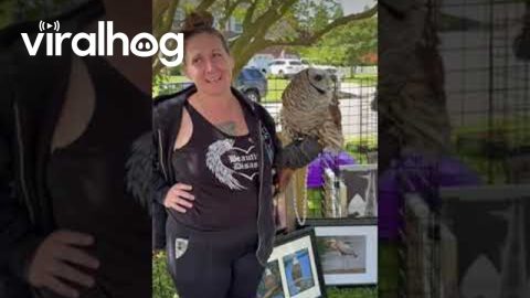 Barred Owl Puts On Show At Yard Sale || ViralHog