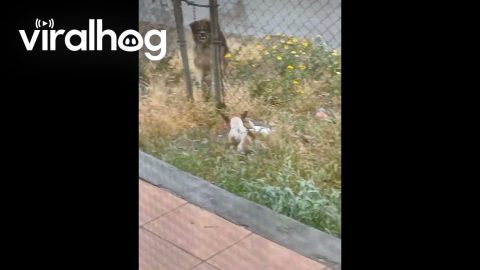 Little Dog Makes It to the Safety of Home || ViralHog