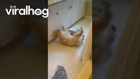 Golden Retriever Puppy Pre-Bath Time Zoomies || ViralHog
