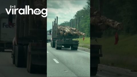 Loose Logs on Semi Truck || ViralHog
