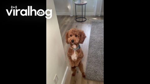 Goldendoodle Walks Backwards on Hind Legs || ViralHog