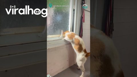 Cat Opens Window Easily || ViralHog