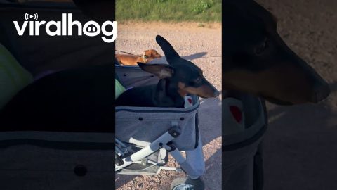 Paralyzed Dachshund Enjoys Sunny Stroller Ride || ViralHog