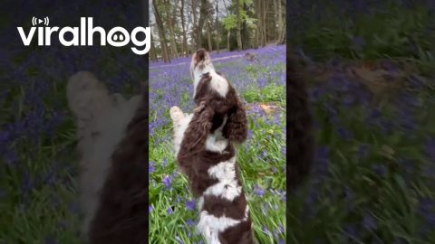 Spaniel Dances Through Bluebell Woods || ViralHog