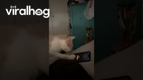 Klaus Says "Snooze" || ViralHog
