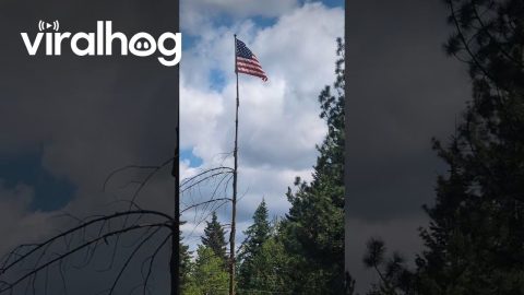 Turning a Log Into a Giant Flag Pole || ViralHog