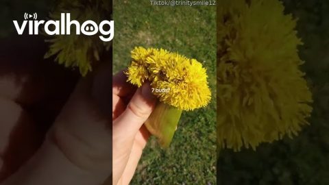 Seven Florets On Strange Dandelion || ViralHog
