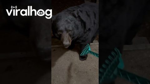 Woman Scratches Black Bear || ViralHog