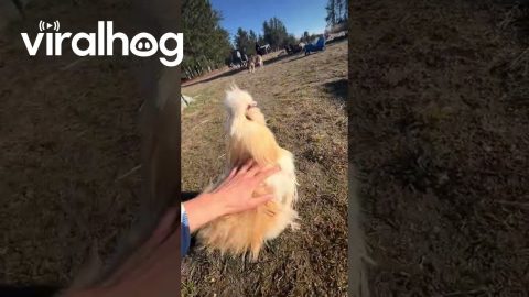 Binoo the Golden Retriever Rooster || ViralHog