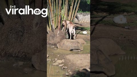 Goat Uses Tortoise as Makeshift Ladder || ViralHog