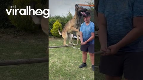 Well-Trained Dog Balances on Pole || ViralHog