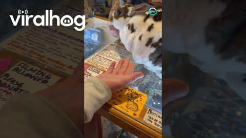 Bunnies Working the Counter || ViralHog