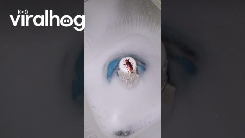 Cockroach Goes for a Spin on Washing Machine || ViralHog
