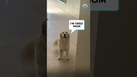 Dog Refuses To Climb Stairs During Blackout || ViralHog