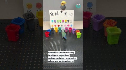 Little Bird Cleverly Sorts Colorful Litter || ViralHog