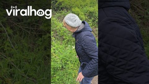 Take A Breath Of Dandelion Fluff || ViralHog