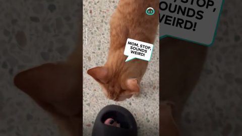 Cheddar Cat Tries To Stop Owner's Singing || ViralHog