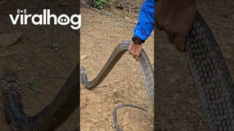 Man Holds a King Cobra || ViralHog