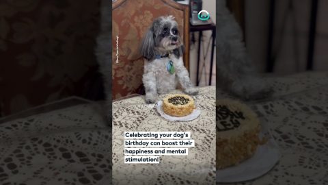 Bailey the Birthday Dog! || ViralHog