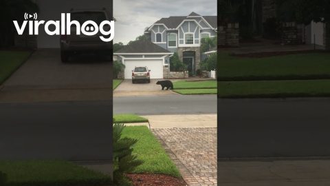 Black Bear Takes Stroll In Florida Neighborhood || ViralHog