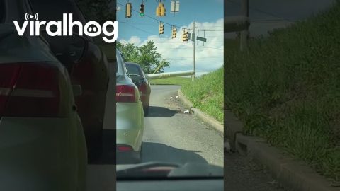 Red Car Carries Wide Load In Peculiar Way || ViralHog