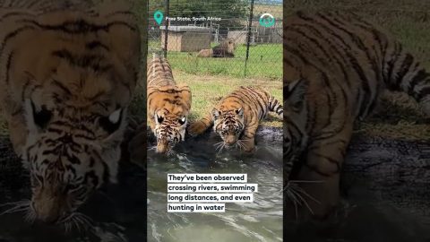 Tigers Play In The Pool || ViralHog