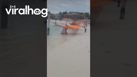Vacationing Woman Flipped By Beach Hammock || ViralHog