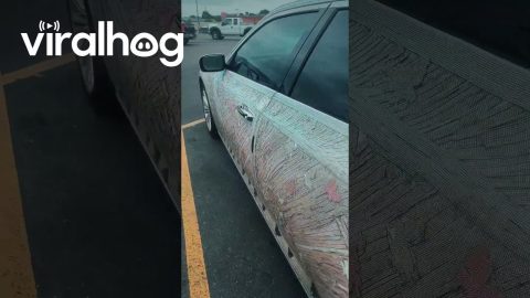 Bougie Blingy Butterfly Car || ViralHog