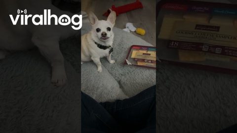 Senior Chihuahua Takes Share Of Cheese || ViralHog