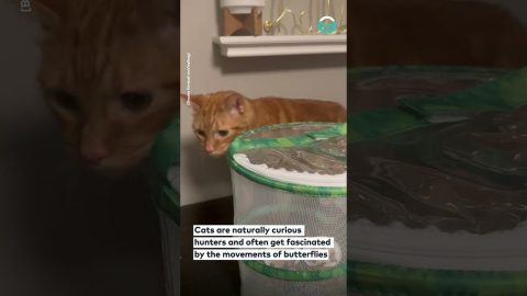 Cat Yearns To See Butterfly Growing Kit || ViralHog