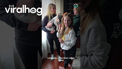 New Dog Joins the Family || ViralHog
