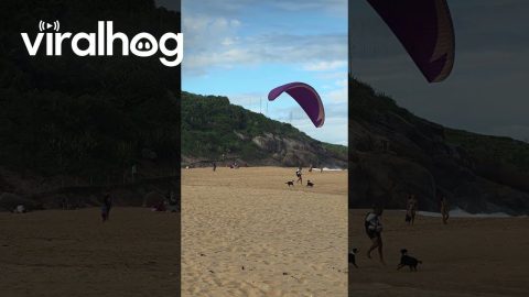 Dogs Nip At Paraglider's Heels || ViralHog