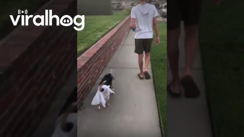 When Your Son Doesn't Like Cleaning Up After the Dog || ViralHog