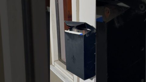 Mailbox Lizard || ViralHog