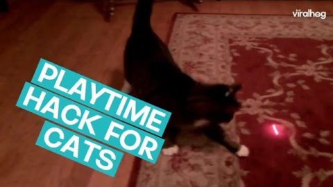 Cat Chasing an Infinite Laser || ViralHog