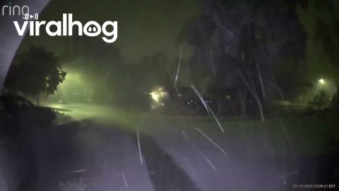 Tree Breaks During Storm in Kalamazoo || ViralHog