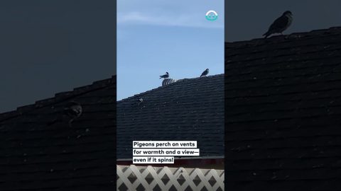 Pigeon Spins Around on Turbine Vent || ViralHog