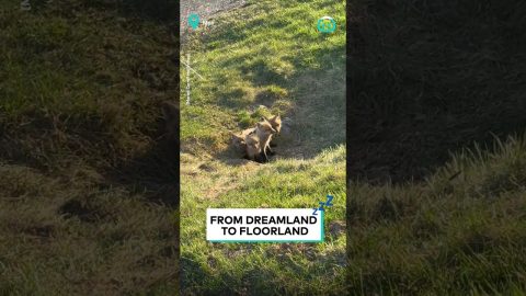 Fox Cubs Poking Their Head Out || ViralHog