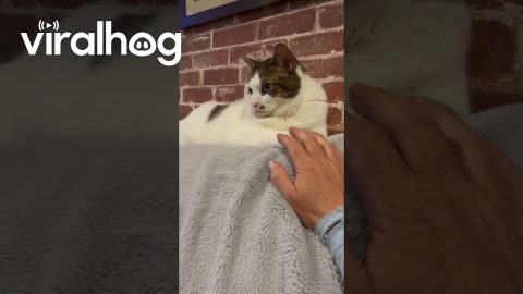 Cat Yields Hand Game To Owner || ViralHog