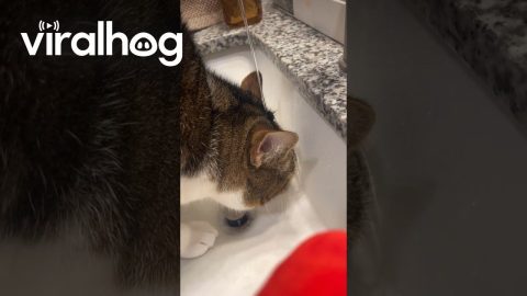 Another Kitty With a Drinking Problem || ViralHog