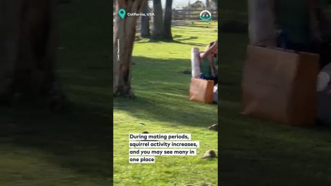 Lots Of Squirrels At The Park || ViralHog
