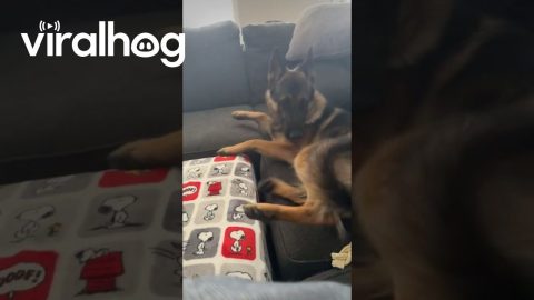 German Shepherd Rolls Down the Couch || ViralHog