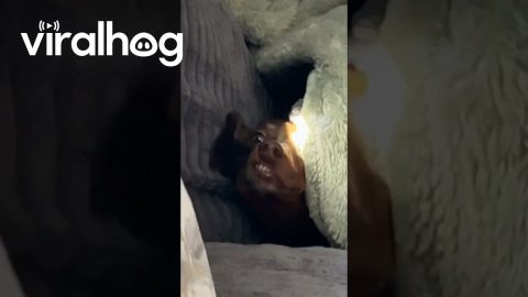 Teethy Dachshund Emerges From Blankets || ViralHog