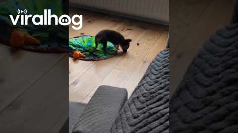 Puppy Does Battle With a Blueberry || ViralHog