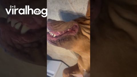 Whiskey Is All Smiles Today || ViralHog