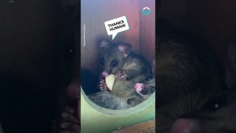 Arborist Feeds Brushtail Possums || ViralHog