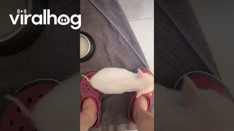 Small Pig Scratches Rear End On Owner's Foot || ViralHog